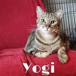 Photo of Yogi, aka Yogurt