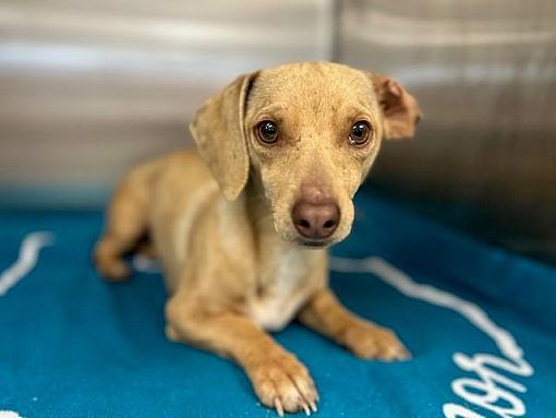 Dallas, TX - Dachshund. Meet Olive a Pet for Adoption - AdoptaPet.com