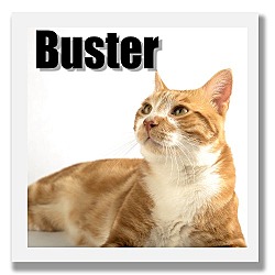 Thumbnail photo of Buster #3