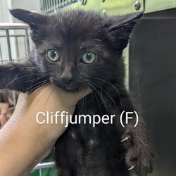 Photo of Cliffjumper