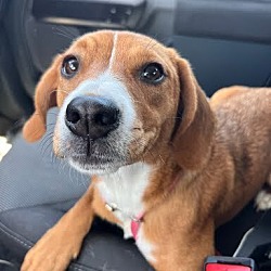 Photo of Rosie Pup
