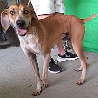 adopt a pet