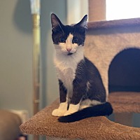 adopt a pet