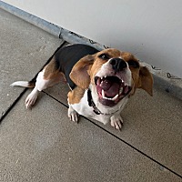 adopt a pet