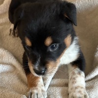 adopt-pet