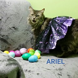 Thumbnail photo of ariel #2