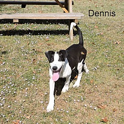 Thumbnail photo of Dennis #2