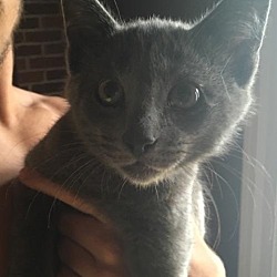 Thumbnail photo of All Gray Kitten #4