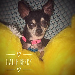 Thumbnail photo of Halle Berry #1