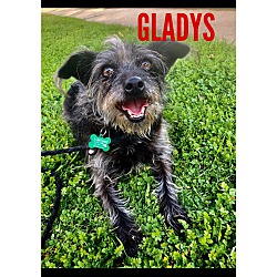Thumbnail photo of Gladys #1