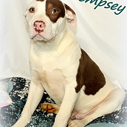 Thumbnail photo of Dempsey~adopted! #3