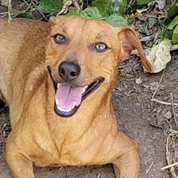 Photo of Chiweenie