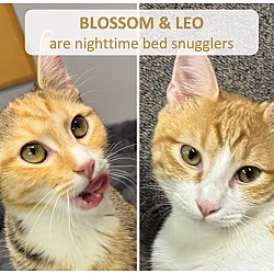 Photo of Blossom & Leo