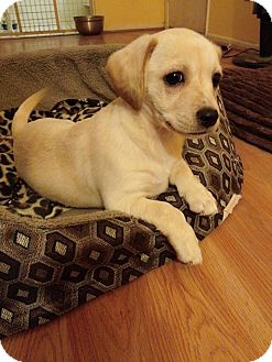 blonde cavalier king charles spaniel