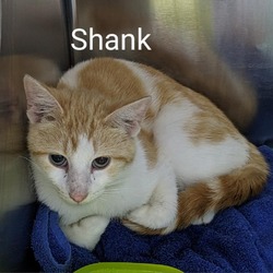 Photo of Shank