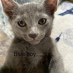 Photo of Blue Boy 24