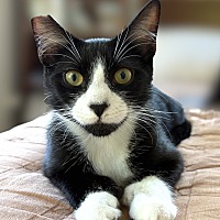 adopt a pet