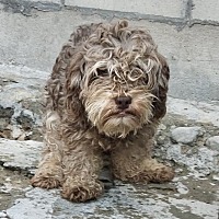 CHOCO - Poodle (Toy or Tea Cup) available for adoption