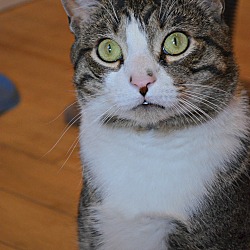 Photo of Gimli, sweet adult cat