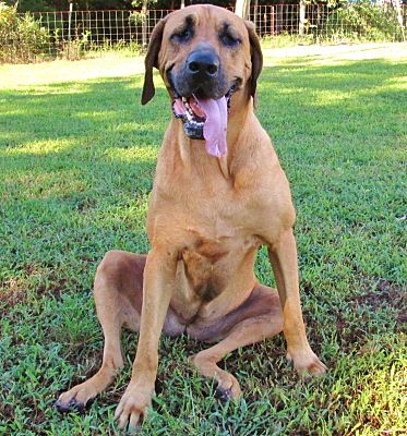 Rhodesian ridgeback sales bloodhound mix