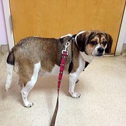 Thumbnail photo of Cookie Puggle #1