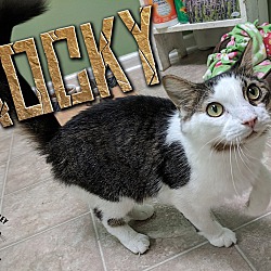 Thumbnail photo of Rocky - Adoption Pending #1