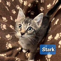Thumbnail photo of Stark #2
