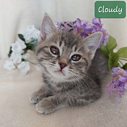 Photo of CLOUDY- Bobblehead Litter