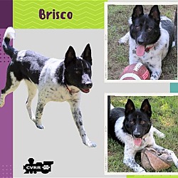 Photo of Brisco