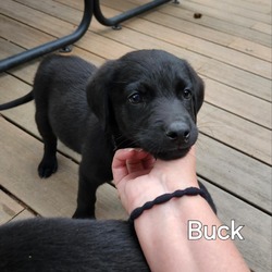 Thumbnail photo of Buck #3
