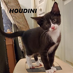 Thumbnail photo of HOUDINI #2