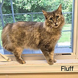 Photo of Fluff