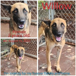 Thumbnail photo of Willow #2