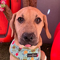 adopt a pet