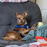 adopt a pet