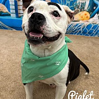 adopt a pet