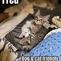 adopt a pet