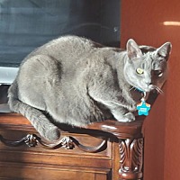 adopt a pet