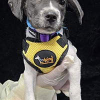 adopt a pet