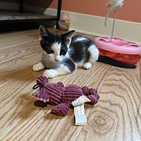 adopt a pet