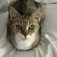 CHELSEA (IN FOSTER) - Domestic Shorthair available for adoption