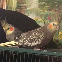 Photo of Stormy & Speckles