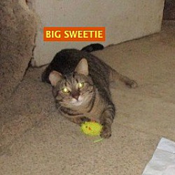 Photo of Big Sweetie-adopted Th 5-23-19
