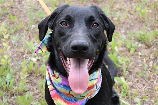 Fairbanks, AK - Golden Retriever/Irish Wolfhound. Meet JEKYLL a Pet for ...