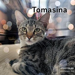 Photo of Tomasina