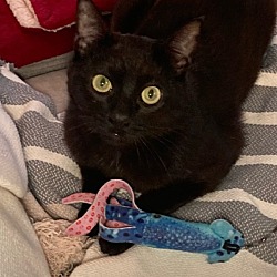 Photo of Tommy the Cat