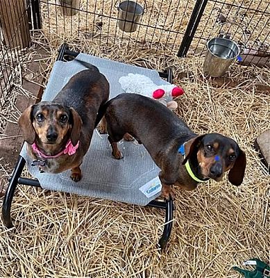 Dachshund Rescue St Louis
