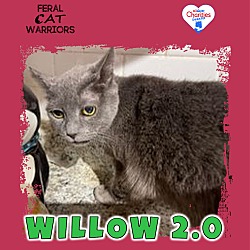 Photo of Willow 2.0