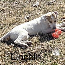 Thumbnail photo of Lincoln #1