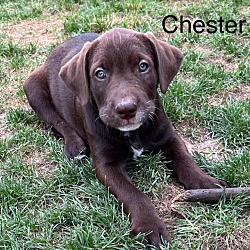 Thumbnail photo of Chester #4